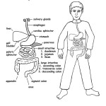 Digestive Tract Labeled (Middle School)