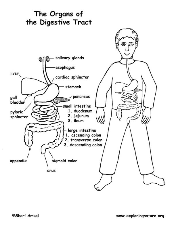 Digestive Tract Labeled (Middle School) – Coloring Nature