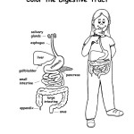 Digestive System Labeled (Younger)