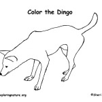 Dingo