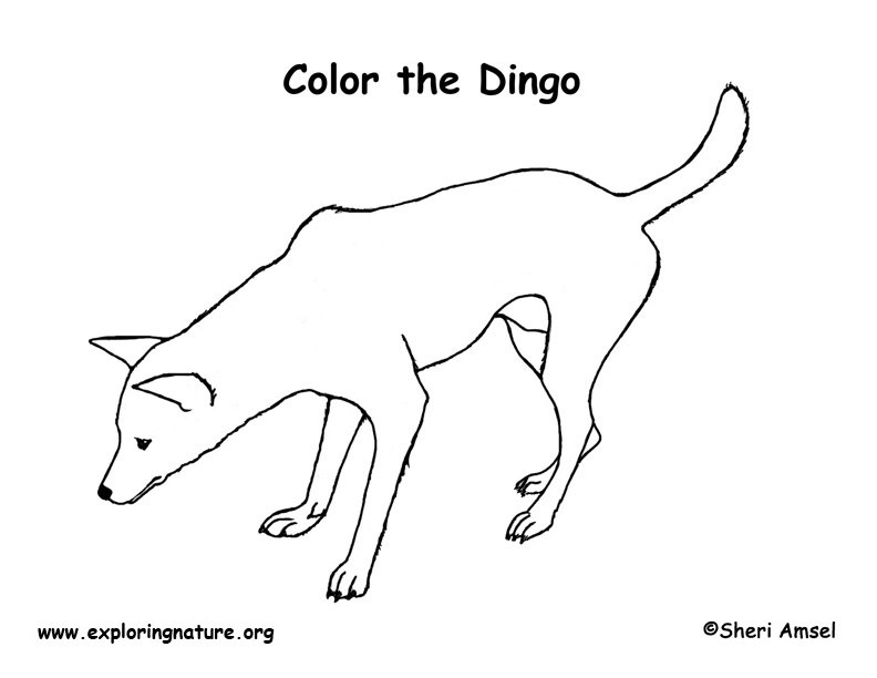 Download Dingo - Coloring Nature
