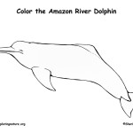 Dolphin (Amazon River)