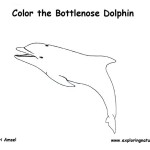 Dolphin (Bottlenose)