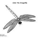 Dragonfly 2