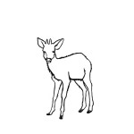 Duiker (Deer)