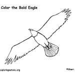 Eagle (Bald) Soaring