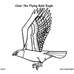 Eagle (Bald) Flying