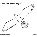 Eagle (Golden ) Flying