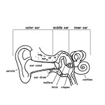 Ear Anatomy