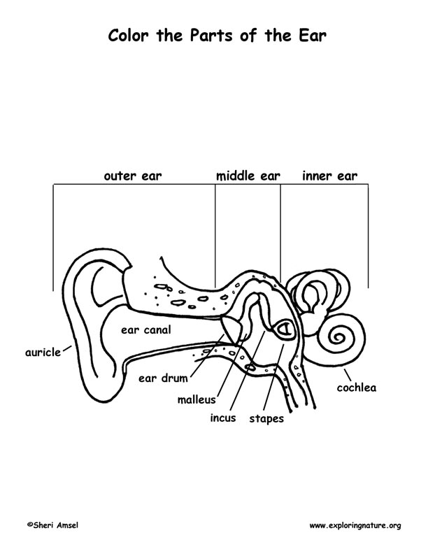 Ear Anatomy - Coloring Nature