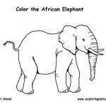Elephant (African)