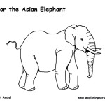 Elephant (Asian or Indian)