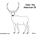 Elk (American) or Wapiti