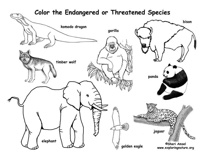 8600 Collection Coloring Pages Endangered Animals  Latest Free