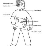 Endocrine Glands