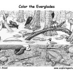 Everglades (Detailed)