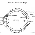 Eye Anatomy