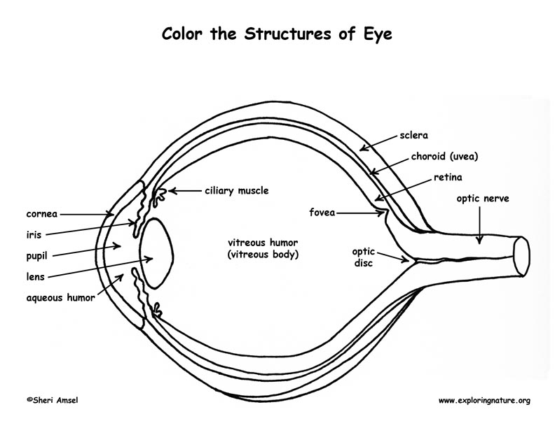 anatomy of the eye coloring pages