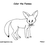 Fennec (Fox)