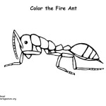Ant (Fire)