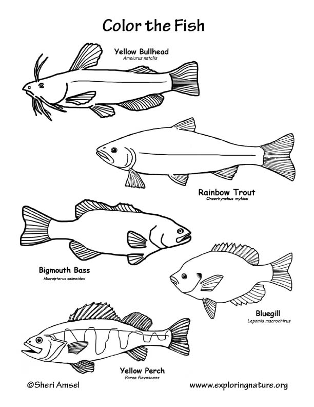 la state freshwater fish coloring pages - photo #8