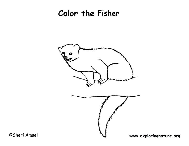 Fisher – Coloring Nature