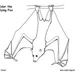 Flying Fox