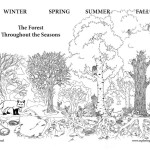 Forest Through The Seasons