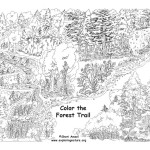 Forest Trail