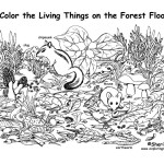 Forest Floor (Labeled)