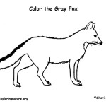 Fox (Gray)