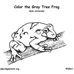 Tree Frog (Gray)