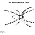 Spider (Golden Garden)