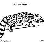 Genet