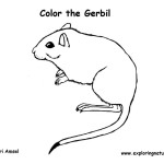 Gerbil