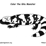 Gila Monster