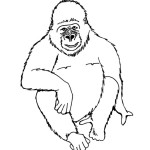 Gorilla