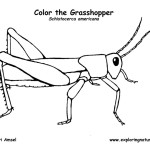 Grasshopper