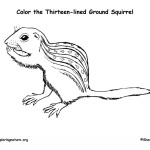 Ground Squirrel (Thirteen-lined)