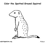 Ground Squirrel (Spotted)