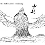 Grouse Drumming