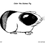 Guinea Pig (Cavy)