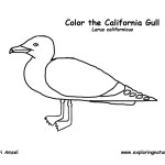 Gull (California)