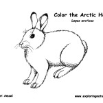 Hare (Arctic)