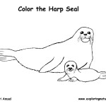 Seal (Harp)