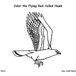 Hawk (Red-tailed) Flying