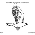 Birds – Coloring Nature