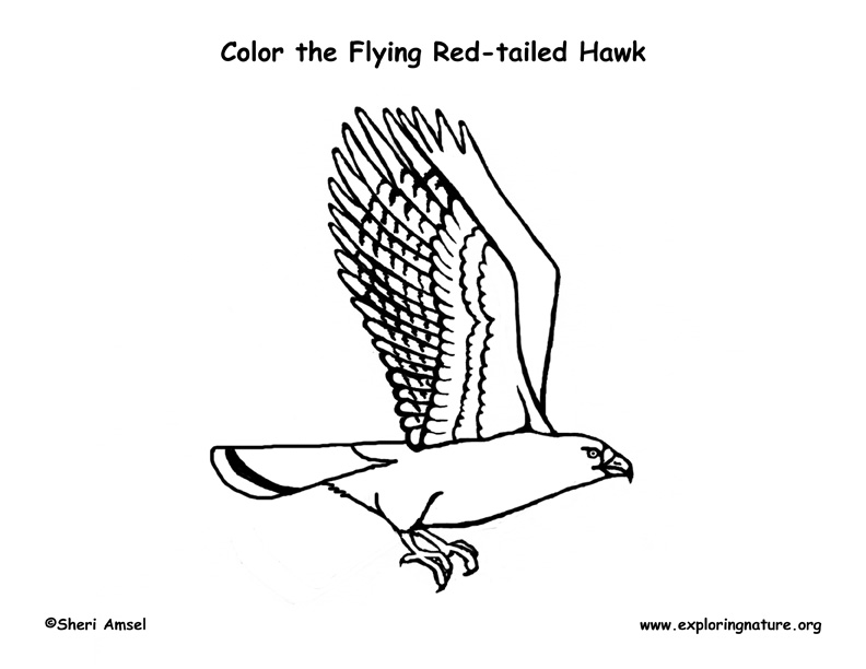 Red-tailed Hawk - 70birds Birdhouse Plans Index