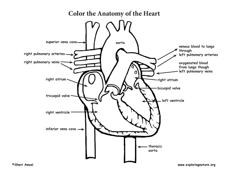 heart anatomy coloring page