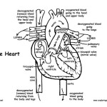 Blood Flow Through the Heart